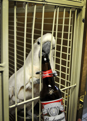 King of Beers